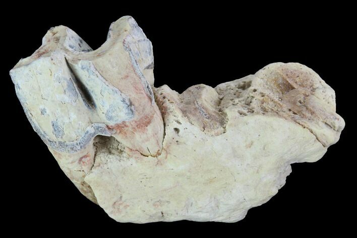 Hyracodon (Running Rhino) Jaw Section - South Dakota #99572